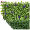 cỏ lavender